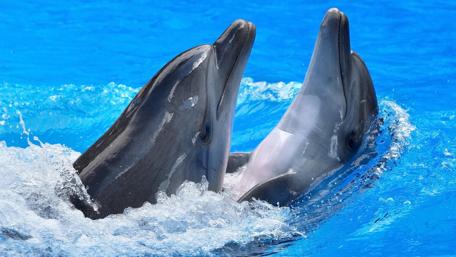 Joyful Dolphins Leaping in Sparkling Waters wallpaper