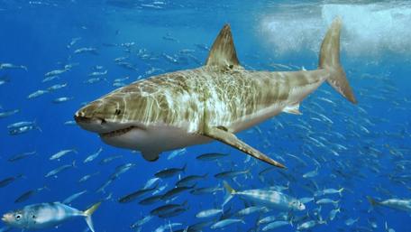 Shark's Majesty Beneath the Waves wallpaper