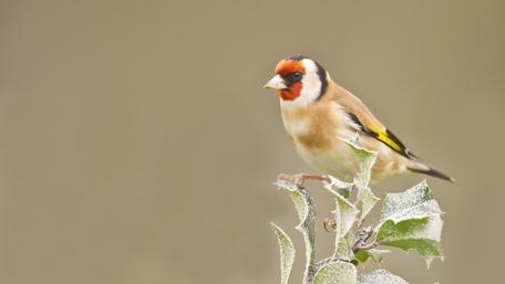 Frosty Winter Bird Beauty wallpaper