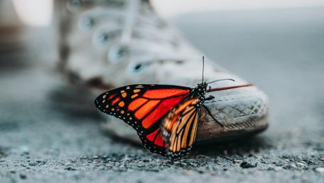 Butterfly Resting on a Shoe in Stunning Detail wallpaper