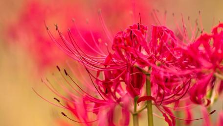 Vibrant Blurry Pink Flowers in Bloom wallpaper