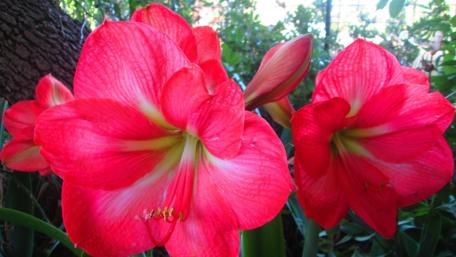 Vibrant Pink Amaryllis Blossoms Displaying Nature's Beauty wallpaper