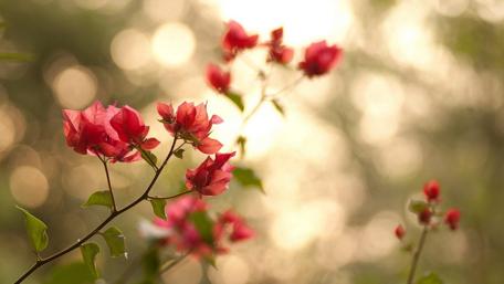 Vibrant Bougainvillea in Soft Focus wallpaper