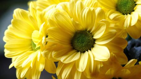Bright Yellow Chrysanthemums Bringing Joy to Your Space wallpaper