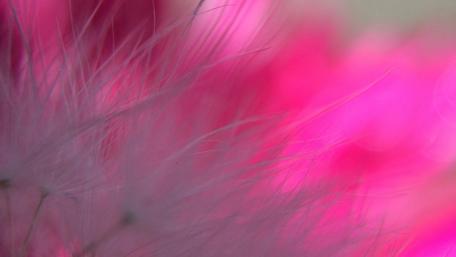 Delicate Pink Blossom Beauty wallpaper