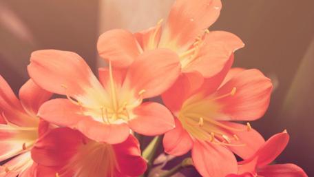 Blooming Clusters of Vibrant Petals wallpaper