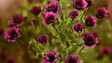 Enchanting Purple Blooms in a Garden Scene wallpaper