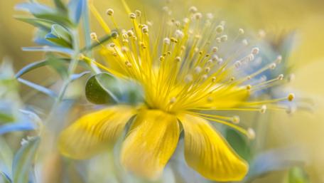 Vibrant Yellow Bloom in a Garden Setting wallpaper