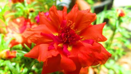 Vibrant Red Flower Blooming in a Garden Scene wallpaper