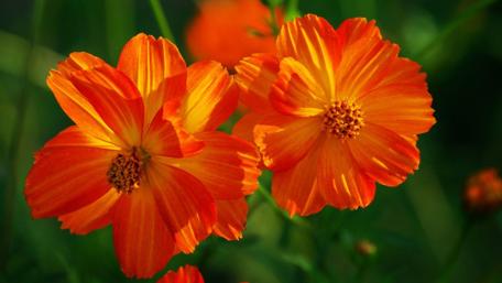 Vibrant Orange Flowers in Soft Focus wallpaper