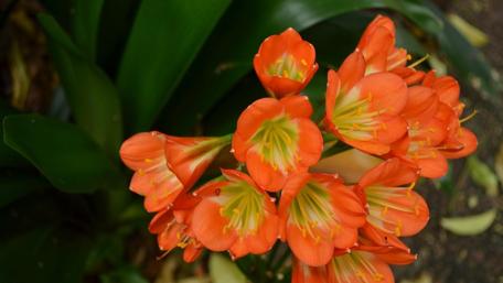Vibrant Clivia Flowers in Full Bloom wallpaper