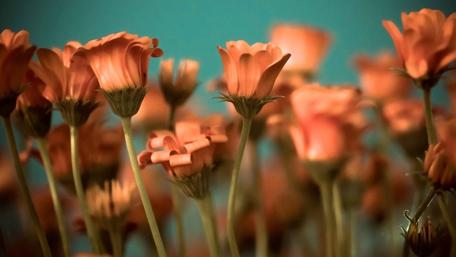 Vibrant Garden Blooms Creating a Serene Atmosphere wallpaper