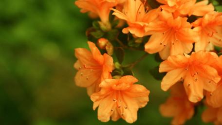 Vibrant Orange Azaleas in Bloom wallpaper