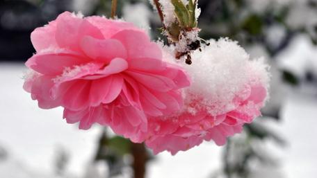 Winter Blooms Blanketed in Snow wallpaper