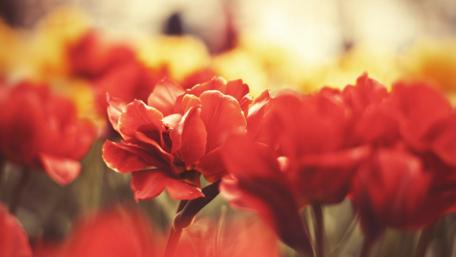 Vibrant Red Tulips in Bloom wallpaper