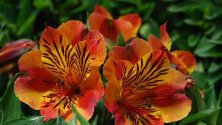Vibrant Alstroemeria Blossoms in Full Bloom wallpaper