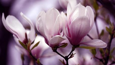 Magnolia Blooms In Springtime Serenity wallpaper