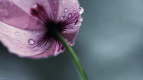 Delicate Purple Poppy with Water Drops wallpaper