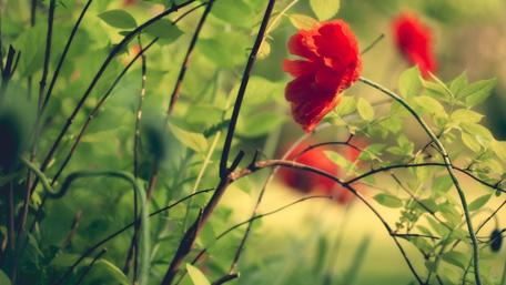 Vibrant Poppies Amidst Lush Greenery wallpaper