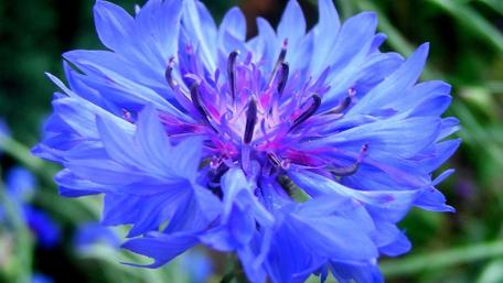 Vibrant Blue Blossom Beauty wallpaper