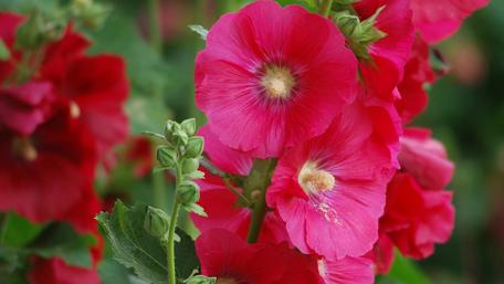 Hollyhock Summer Symphony in Bloom wallpaper