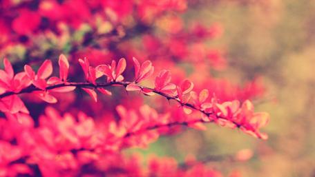 Vibrant Twigs in Soft Focus wallpaper