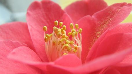 Vibrant Pink Flower Petals and Pollen Details wallpaper