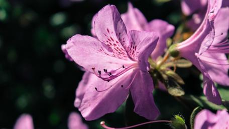 Vibrant Purple Blossom in Bloom wallpaper