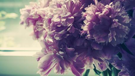 Soft Peonies by the Window wallpaper