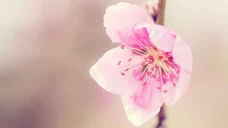 Delicate Blush of Spring Flowers wallpaper
