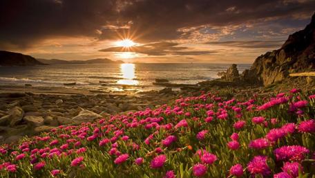 Sunset Over a Flowery Coastline wallpaper