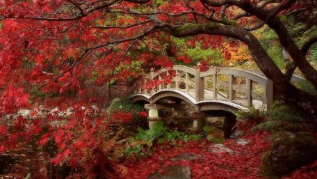 Autumn Serenity in a Tranquil Garden wallpaper