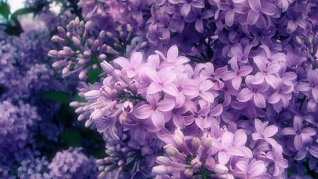 Delicate Blooms of Lilac Trees Celebrating Spring Beauty wallpaper