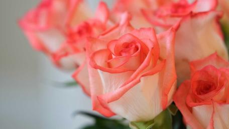 Blooming Beauty of Pink Roses wallpaper