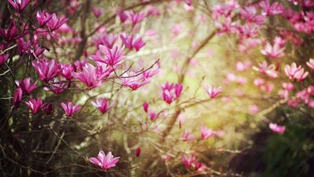 Spring Blooms of the Magnolia Tree wallpaper