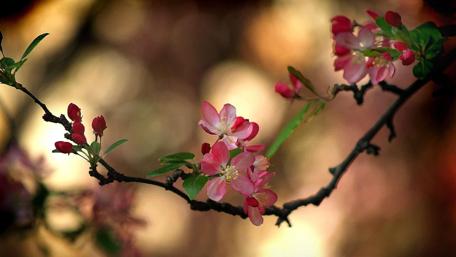 Blossoms of Spring in Soft Hues wallpaper