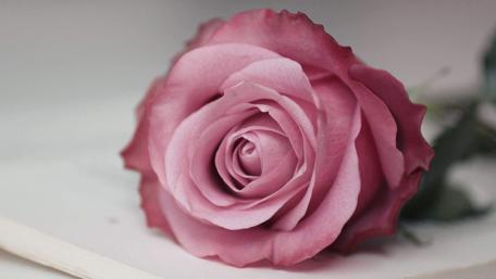 Elegant Pink Rose Blossoming in Soft Light wallpaper