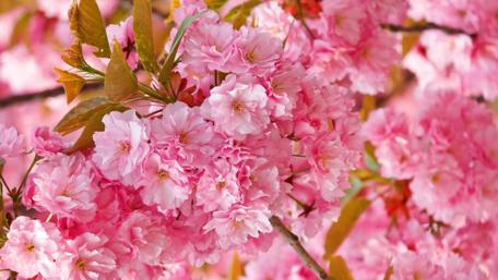 Blossoming Pink Petals Amidst Spring's Embrace wallpaper