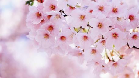 Blossoming Beauty in Springtime Flowers wallpaper
