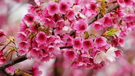 Blossoming Cherry Trees in Spring Beauty wallpaper