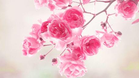 Delicate Blooming Pink Roses wallpaper