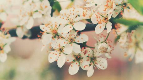 Blissful Spring Blossoms wallpaper