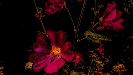 Vibrant Dark Blooms in Nature's Embrace wallpaper