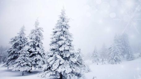 Winter Wonderland with Snowy Pines wallpaper