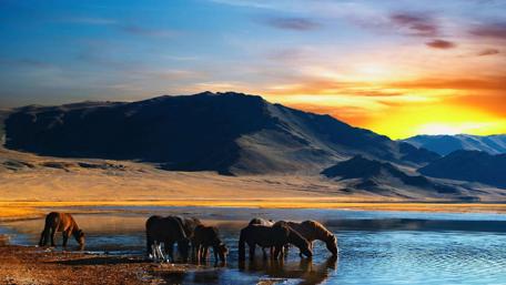 Majestic Horses by the Serene Lake wallpaper