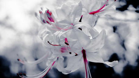 Delicate Blurry Elegance of White Flowers wallpaper