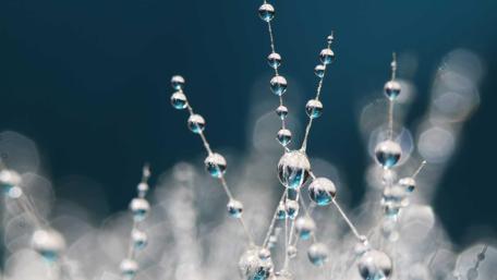 Glittering Water Drops on Delicate Strands wallpaper