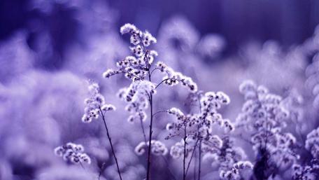 Purple Wildflowers in a Blurry Background for Serenity wallpaper