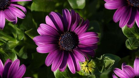 Vibrant Purple Blooms in Garden Setting wallpaper