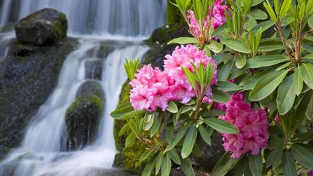 Serene Waterfall with Pink Flowers in Bloom wallpaper